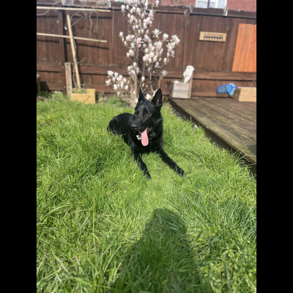 German Shepherd (Alsatian)