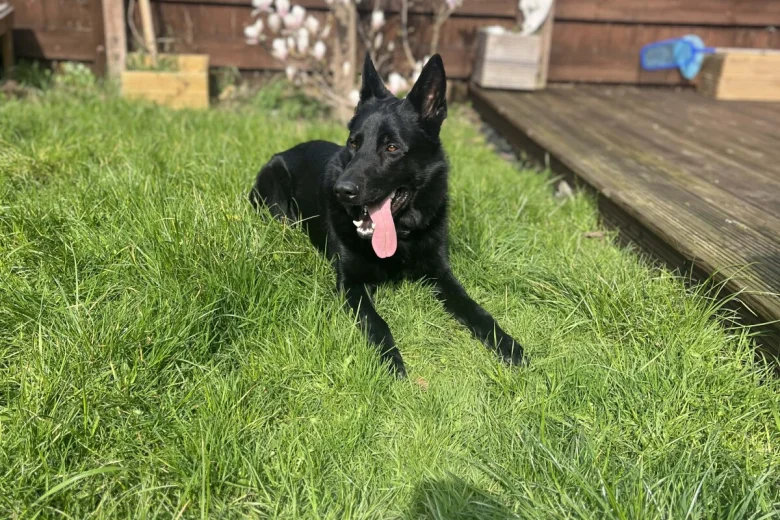 German Shepherd (Alsatian)