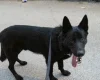 German Shepherd (Alsatian)