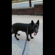 German Shepherd (Alsatian)