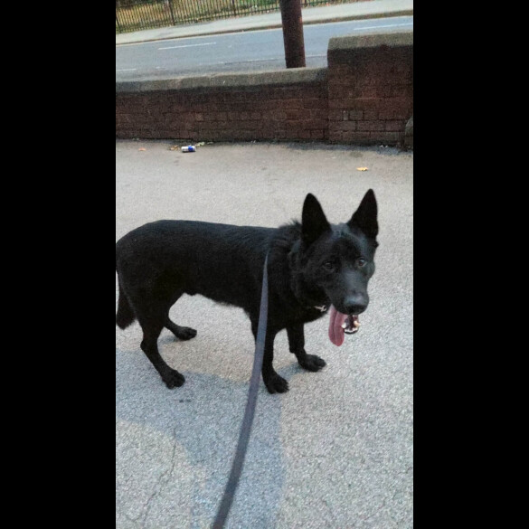 German Shepherd (Alsatian)