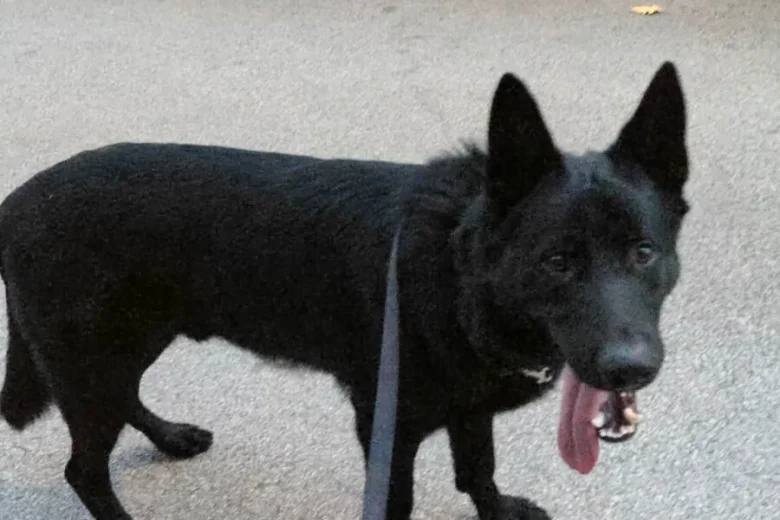 German Shepherd (Alsatian)
