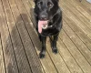 German Shepherd (Alsatian)