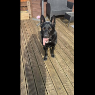 German Shepherd (Alsatian)