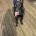 German Shepherd (Alsatian)