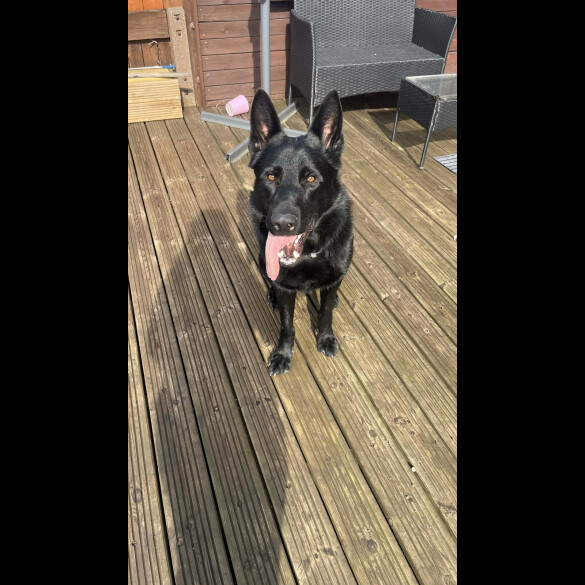 German Shepherd (Alsatian)