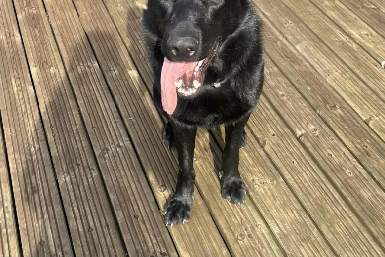 German Shepherd (Alsatian)