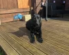 German Shepherd (Alsatian)