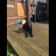 German Shepherd (Alsatian)