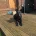 German Shepherd (Alsatian)