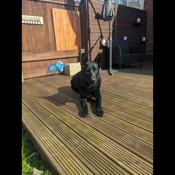 German Shepherd (Alsatian)