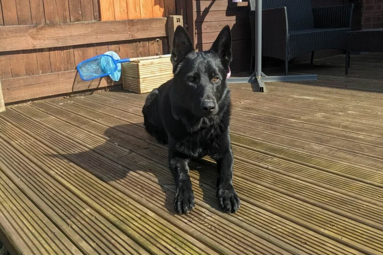 German Shepherd (Alsatian)
