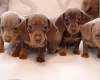 Dachshund (Miniature Smooth Haired)