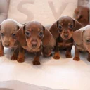 Dachshund (Miniature Smooth Haired)