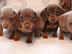 Dachshund (Miniature Smooth Haired)