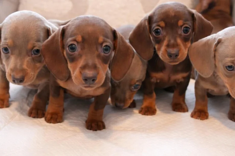 Dachshund (Miniature Smooth Haired)