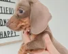 Dachshund (Miniature Smooth Haired)