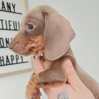 Dachshund (Miniature Smooth Haired)