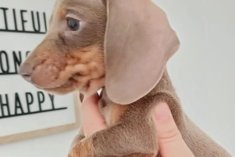 Dachshund (Miniature Smooth Haired)