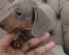 Dachshund (Miniature Smooth Haired)