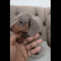 Dachshund (Miniature Smooth Haired)