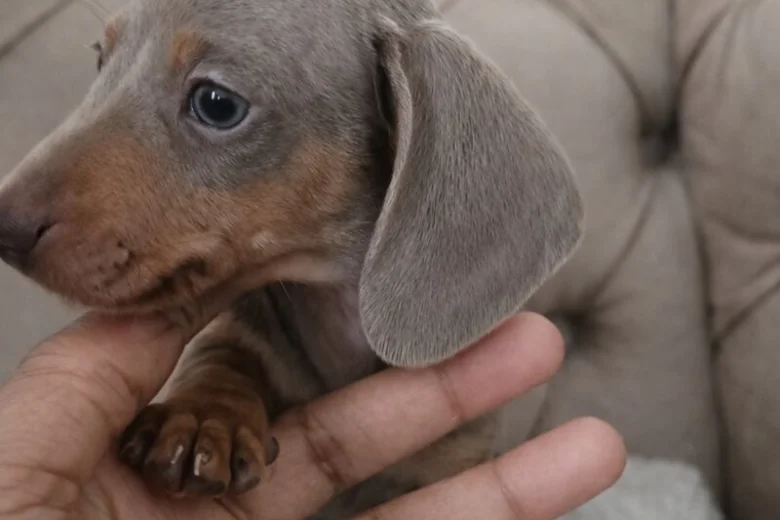 Dachshund (Miniature Smooth Haired)
