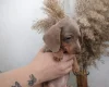 Dachshund (Miniature Smooth Haired)