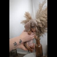 Dachshund (Miniature Smooth Haired)