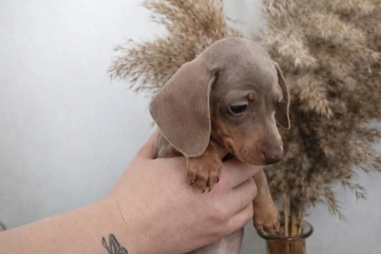 Dachshund (Miniature Smooth Haired)