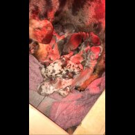 Dachshund (Miniature Smooth Haired)