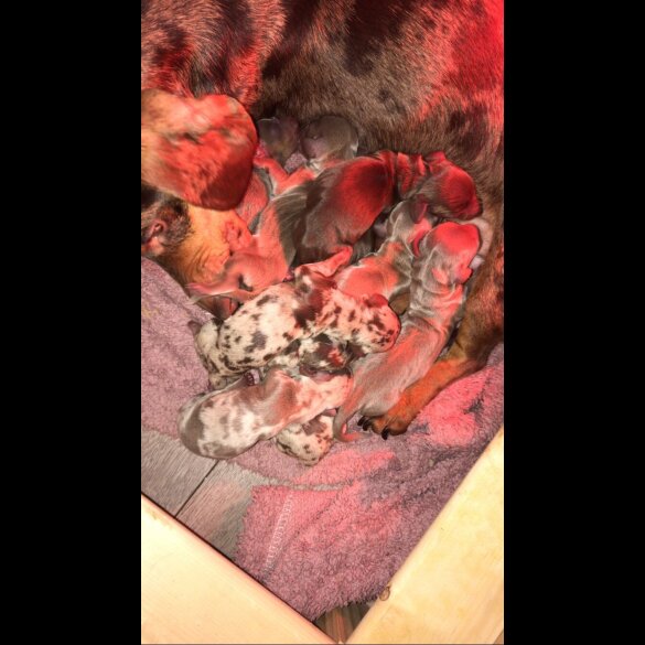 Dachshund (Miniature Smooth Haired)