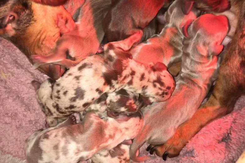 Dachshund (Miniature Smooth Haired)