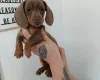 Dachshund (Miniature Smooth Haired)