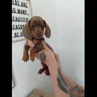 Dachshund (Miniature Smooth Haired)