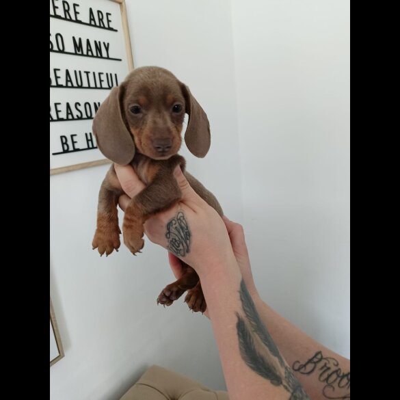 Dachshund (Miniature Smooth Haired)