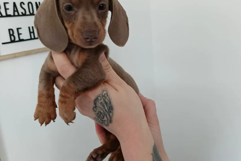 Dachshund (Miniature Smooth Haired)