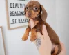 Dachshund (Miniature Smooth Haired)
