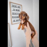 Dachshund (Miniature Smooth Haired)