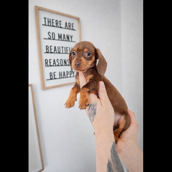 Dachshund (Miniature Smooth Haired)