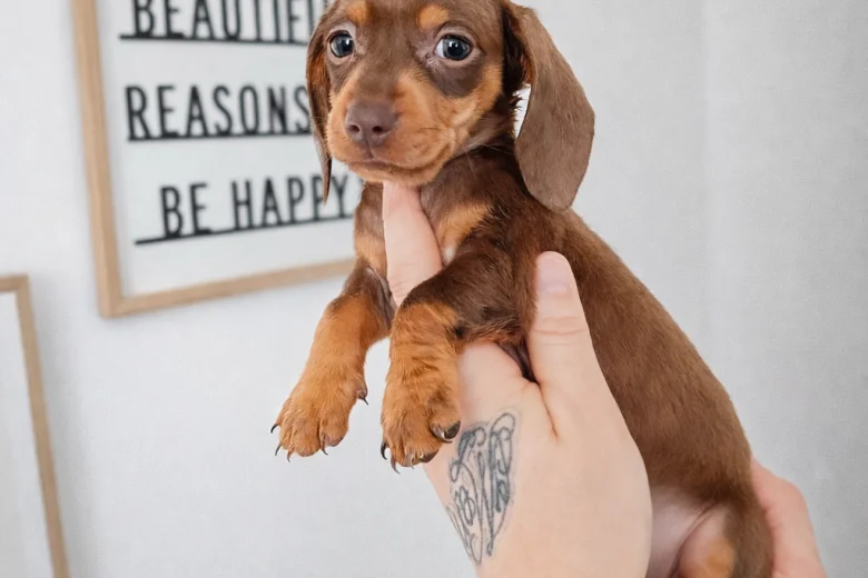 Dachshund (Miniature Smooth Haired)