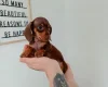 Dachshund (Miniature Smooth Haired)