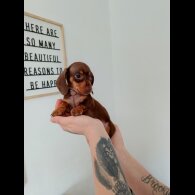 Dachshund (Miniature Smooth Haired)