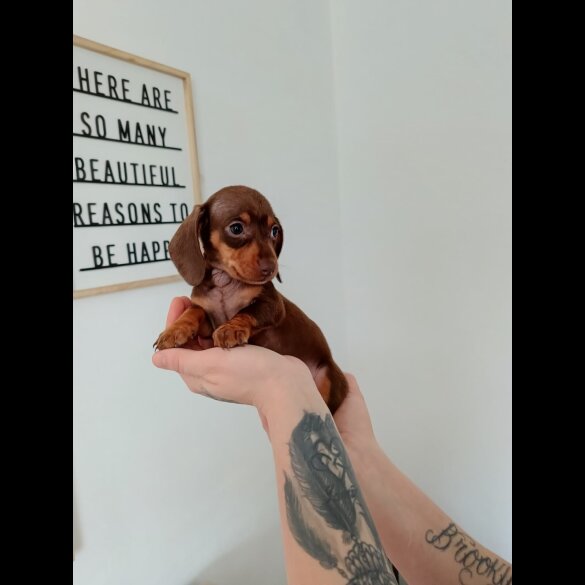 Dachshund (Miniature Smooth Haired)