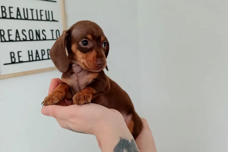 Dachshund (Miniature Smooth Haired)