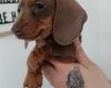 Dachshund (Miniature Smooth Haired)