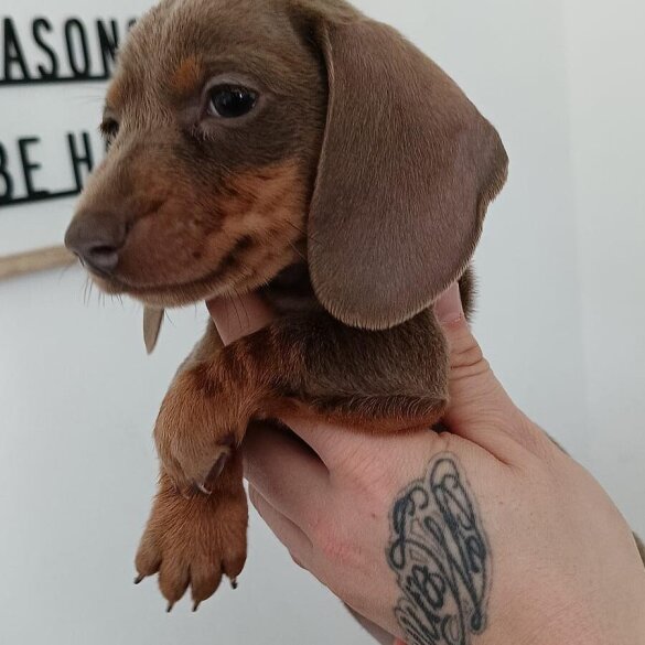 Dachshund (Miniature Smooth Haired)
