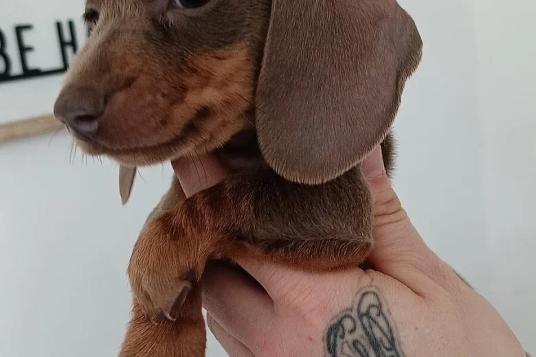 Dachshund (Miniature Smooth Haired)