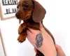Dachshund (Miniature Smooth Haired)