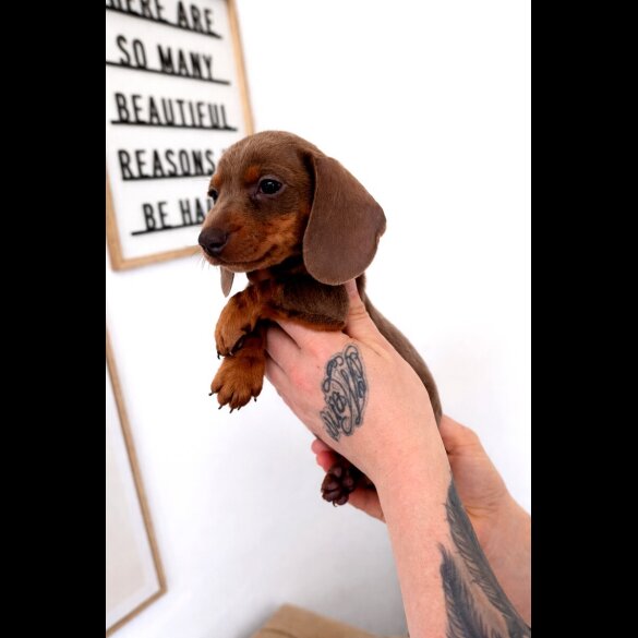 Dachshund (Miniature Smooth Haired)