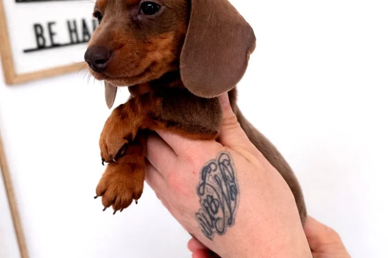 Dachshund (Miniature Smooth Haired)